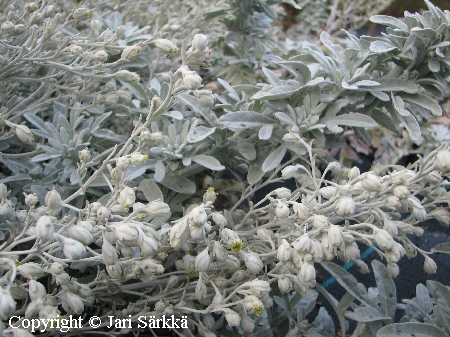 Artemisia stelleriana, hiekkamaruna